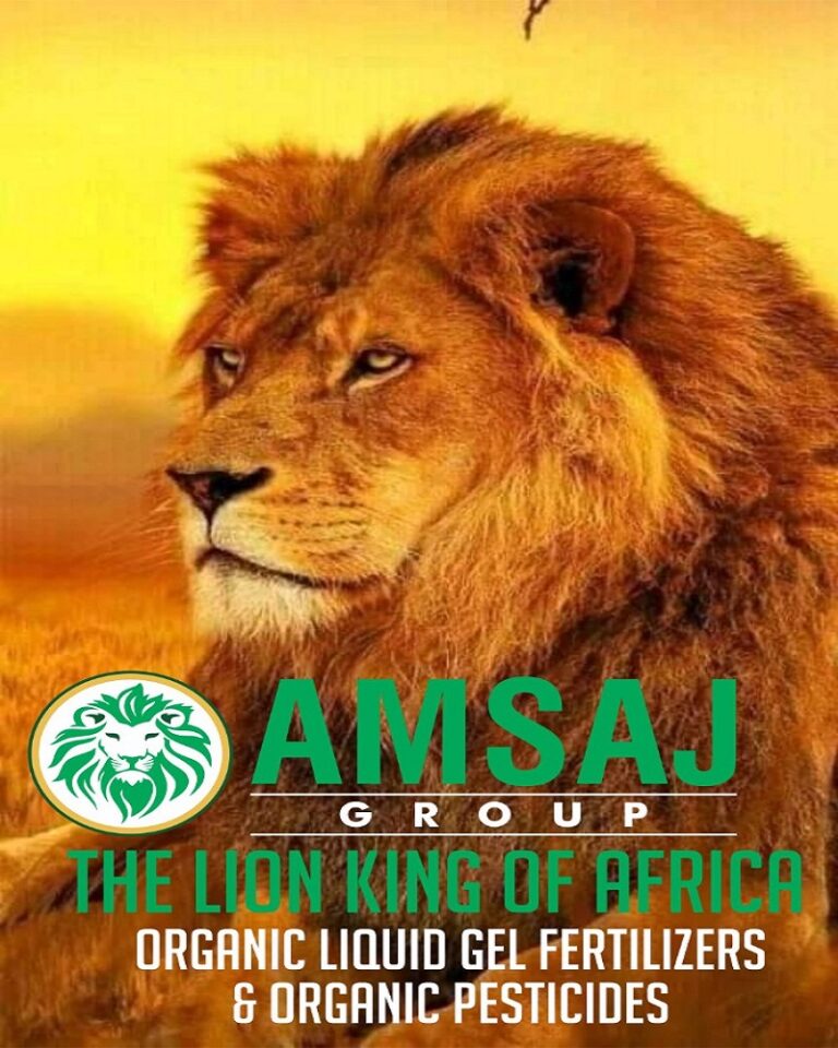 Lion King of Africa_AMSAJ