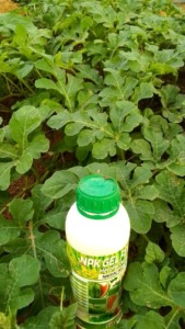 amsaj Niger (3)