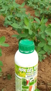 Amsaj Niger 2