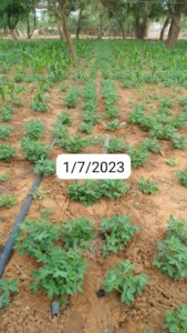 Amsaj Niger 4